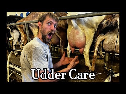 Goat Milking - All About Udder Care
