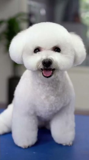 Bichon grooming ❤️✂️ Teddy bear style