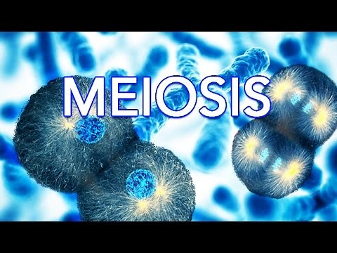 MEIOSIS - MADE SUPER EASY - ANIMATION