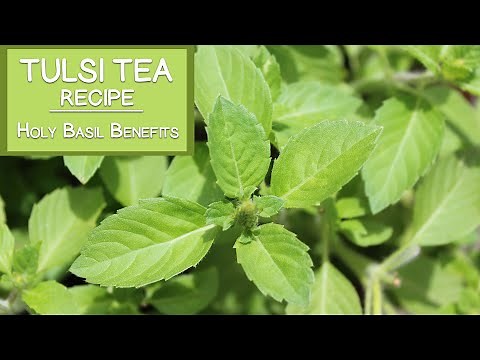 Tulsi Tea Recipe and Holy Basil Benefits
