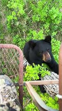 Bear tries to climb into a tree stand with the hunter!