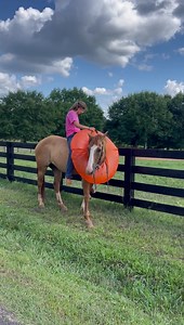 133K views · 1.4K reactions | Hip # 116 Redman 13-14 year old 15.2 hand red dun gelding . Redman is as gentle as they come . Slow and easy trot and canter . Trail rides the best . Point and ride . He crosses creeks , logs , bridges and he is traffic safe . He’s a big stand up gelding ! | Mt. Airy horse and tack sale | Facebook