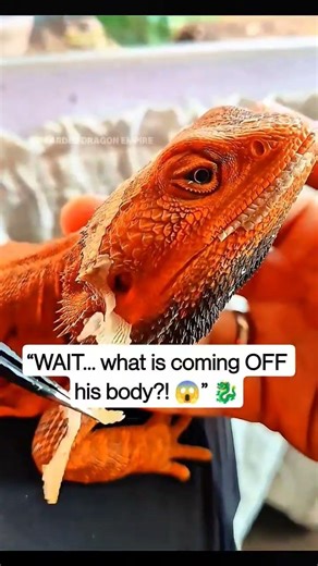 “You Won’t Believe What’s Coming Off His Body… 😳🦎”