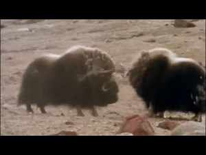 Terrible combat entre deux boeufs musqués