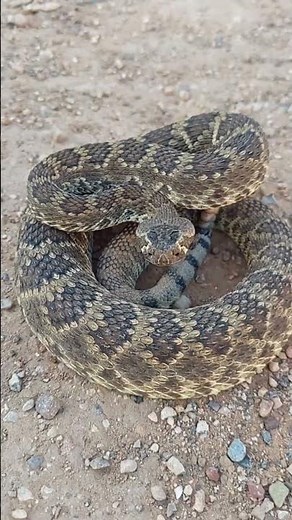 víbora de cascabel IMPRESIONANTE su sonido de cascabel #snake #cascabel #wildlife #nature