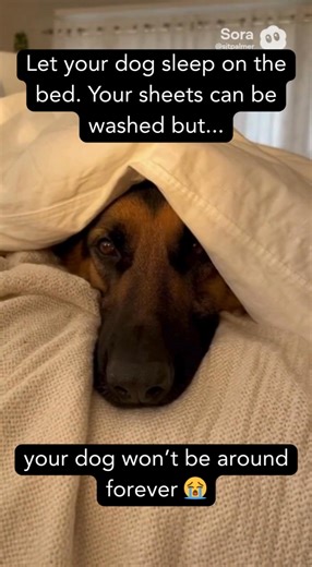 So true 😭 | iHeartDogs