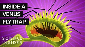 What's inside a Venus flytrap?
