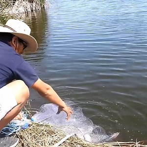 Mira la increíble suerte de este hombre mientras arroja su #atarraya en la laguna. Con un solo tiro, logra llenar su red de enormes tilapias, dejando a todos asombrados con la cantidad de pescado que atrapa. Este video muestra no solo la destreza del pescador, sino también la fortuna que lo acompaña en esta impresionante jornada de pesca. Pescador Arroja su Red y no se Imagina la Sorpresa que se Llevará al Final | Zona de PESCA