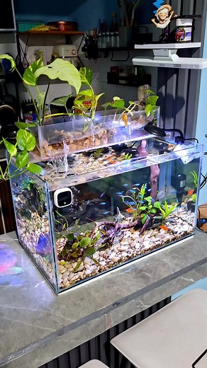 Setup Glofish and Neon Tetra Aquascape Aquarium