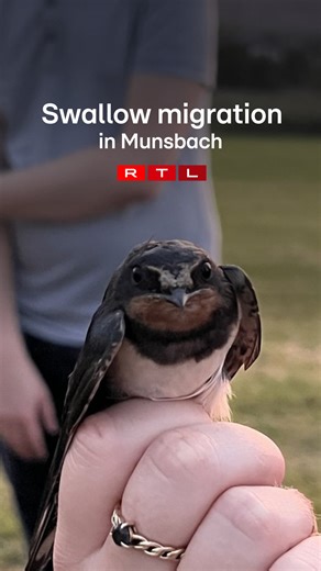 Migratory swallows stopping at the ‘Schlammwiss’ reserve in Munsbach are closely monitored through ringing and habitat protection, providing vital data for conservation while highlighting the importance of preserving biotopes. #swallows #birds #migration #naturereserve #Africa #nature #rtltoday | RTL Today