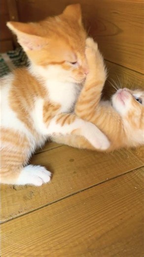 Kitten Kindergarten Day 4: Orange Kitten Energy! 🥊🐈