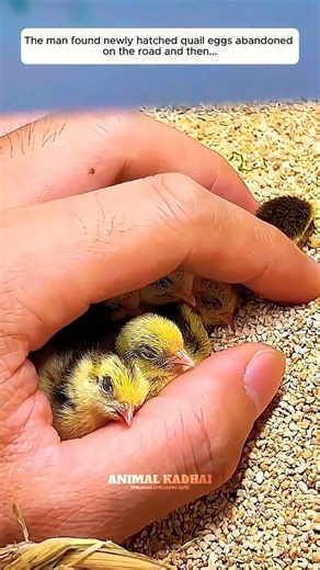 அட கடவுளே 😱 காடைக்கு நேர்ந்த கொடுமை #rescue #quail #animalrescue