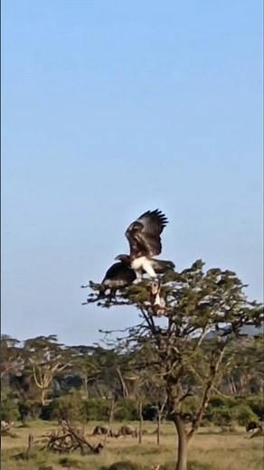 Hadzabe Tribe Hunting & TheMajestic Eagle in African Savannah #hunting #shortsfeed