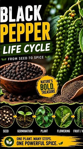 Black Pepper (Kali Mirch) Full Life Cycle | From Seed to Spice 🌿 | How Black Pepper Grows?