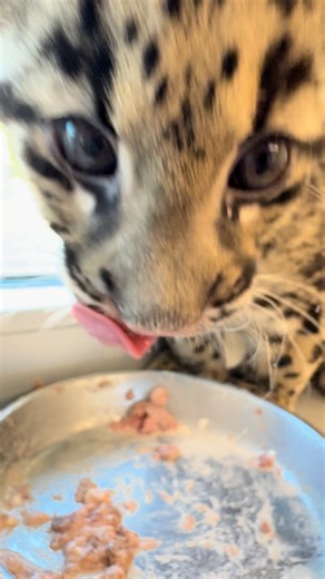 Noms with Gemma 😋 You can visit Gemma and Meru at their new temporary habitat in the Critter Encounters area, where they’ll rotate with our other clouded leopard cubs, Joker and Quinn! 📹 Keeper MJ | Nashville Zoo
