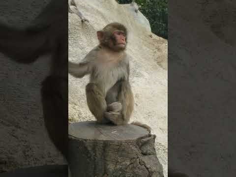 Wild Monkeys in Kam Shan | A Nature's Love