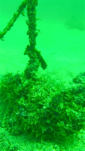 Stonefish Camouflage 🇲🇽 | Master of Hiding Underwater