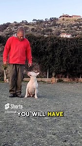 Why Your Bull Terrier Struggles With Focus And What You Can Do About It You tell them to sit and they chase a butterfly. You ask for a recall and they’re busy barking at a squirrel. You bring out treats and suddenly they’re chewing the leash instead of listening. Sound familiar? Bull Terriers are brilliant… but their focus? That’s another story. Let’s unpack why Bull Terriers struggle with attention and what you can do to change that. 1. Their Brain Is a Rollercoaster (And You’re the Track) Bull