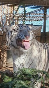 The Christmas Tree Chronicles 🌲 Huge thank you to everyone who donated this year. Our animals had a BLAST! Who do you think loved their tree the most? • • • • • • • • • #foreverwildexoticanimalsanctuary #foreverwildexotics #foreverwild #nonprofitanimalsanctuary #nonprofitorganization #wildlifesanctuary #socalfamilyfun #animalrescue #christmastreeenrichment #wildlifeenrichment #funtimes #hdfamily #socalanimalrescue #familyfunactivity | Forever Wild Exotic Animal Sanctuary
