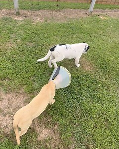 Moose meets conehead | Shirtless Jake's Homestead
