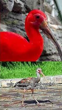 Scarlet Ibis | Narrated Animal Profile | One of the Reddest Birds on Earth (Unedited Iphone Footage)