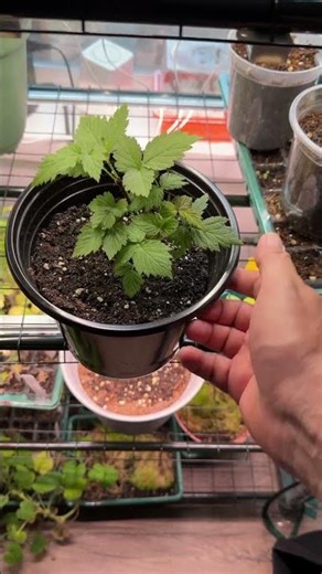 Black Raspberry Growth Update 🌱 One Week Later!