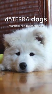79K views · 100 reactions | dōTERRA Dogs! What kind of fury friend...