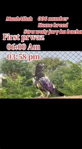 Home breed pigeon 🐦 breeders setup #viral #jugnu #viralvideos #pets