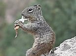 Video: Bizarre moment carnivorous squirrel eats a lizard | Daily Mail Online