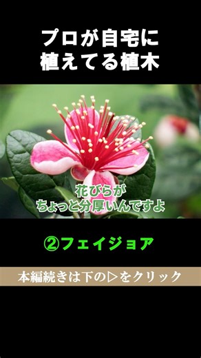 プロが自宅に植えてる超お勧め植木フェイジョア #shorts