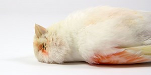 Hundreds of Thousands of Birds Are Suddenly Dropping Dead. No One Knows Why.