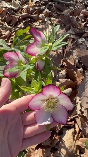 Recharging my energy on this beautiful Saturday morning in Tennessee.