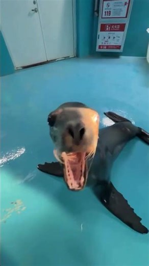 #reels #viral #explorepage #fyp #explore #seal #capcut #cute