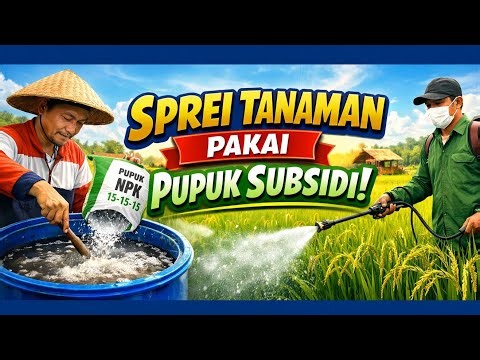 ‼️ HOW TO MAKE SUBSIDIZED FERTILIZER INTO SPRAY FERTILIZER‼️SPRAY RICE USING UREA, SP 36, KCL, PH...