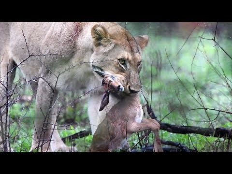 Lioness Kills Then Eats Week Old Baby Impala