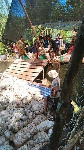 Garlic Processing in a Rural Setting with Outdoor Workers
