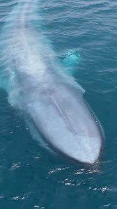 78K views · 2.4K reactions | : bluelifewild · The blue whale, the...