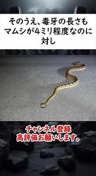 ハブの毒の強さはマムシより弱い⁉それでもマムシよりもハブがバチクソに危険な理由とは⁉ #動物雑学 #voicevox青山龍星 #危険生物