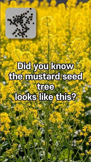 The Mustard Seed Parable: The Hidden Truth You Didn't Know | Bible Botany