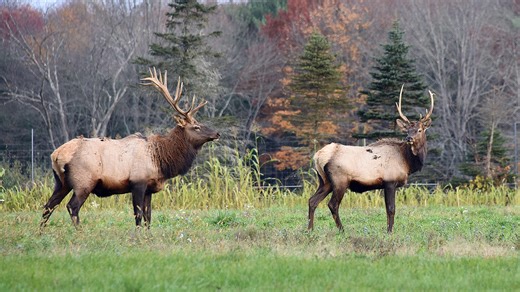 Looking at this year's elk drawing numbers, Pennsylvanians will have better odds in 2026
