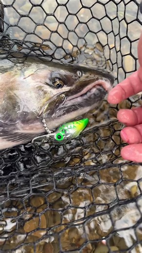 Addicted Fishing | This coho didn’t just hit the wiggler, it tried to end it. Perfect maxillary pin and a crazy bite on film. These fish never get old. 🔥🐟... | Instagram