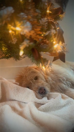 3K views · 197 reactions | Cozy Season is Calling ❄️ Unplug in a peaceful mountain treehouse, sip hot cocoa by the fire, and watch the world transform into a winter wonderland from high up in the trees. Book the perfect holiday at In The Trees https://inthetrees.com | In The Trees | Facebook