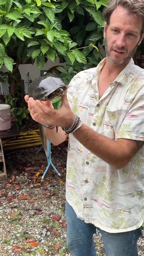The southeast Asian box turtle (Cuora amboinensis) is another one of the few species still in pockets of abundance here in northern Thailand. They readily make it home in rice fields, woodlands, and along streams and rivers. Locals often find them and bring them to temples for good luck, and such is the case with this individual. #turtles #thailand #cuora #boxturtle #wildlife #animals | Greg’s Turtle Haven