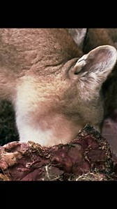 Puma #animals #puma #wildlife #documentary | Animals Z