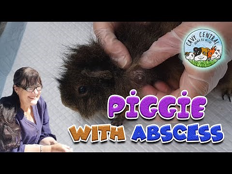 Guinea pig wound - how to treat a guinea pig sore with Lyn from Cavy Central Guinea Pig Rescue