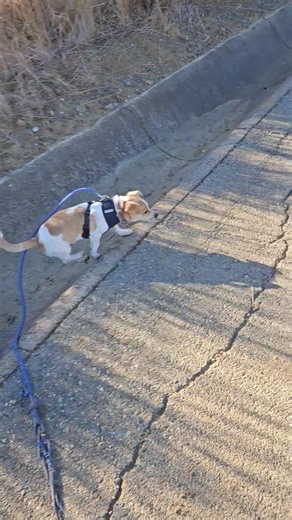 It's crazy that little Baloo the beagle mix is still with us! He's the perfect size, perfect amount of crazy, silly, active and lazy. Who wants to meet him??? Underdog Animal Rescue | Kristina Karr Walch