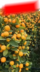 7.5K views · 141 reactions | ¿Por qué tus árboles en maceta no dan fruta? Descubre el error https://linktr.ee/ArbolesFrutalesenmacetas | Jardinería en casa | Facebook