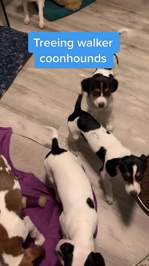 Treeing Walker Coonhound Puppies for Adoption