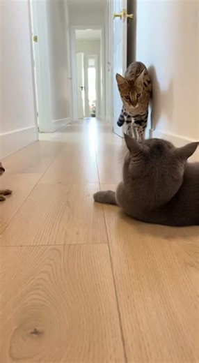 😡🐱 Mom Cat Defends Kitten Fearlessly