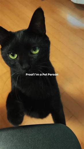 Pet Person | Cat Person Pet Dump (CapCut Template) A cute and wholesome pet dump celebrating all the adorable moments with your furry best friend — playful clips, sleepy cuddles, funny chaos, and everyday pet love. Designed with soft tones, smooth transitions, and a cozy aesthetic to highlight your favorite pet memories. ⛔️ Disclaimer: Clips and elements are used for creative and inspirational purposes only. Credits belong to their rightful owners. ✨ Use this pet person cat dump template while i